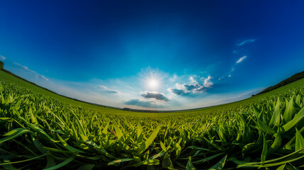 Wide Angle Fisheye View of a Lush Green Field Under a Bright Sunny Sky with Wispy Clouds grass