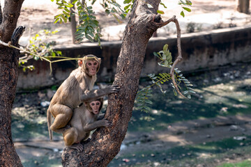 Two Monkeys Climb a Tree Together, Showing Family Bond and Natural Wildlife Moment
