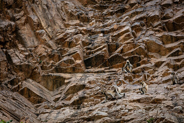 old rock form and texture with monkeys in action