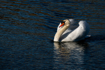 A mute swan is perched in the water of a lake with its wings raised.