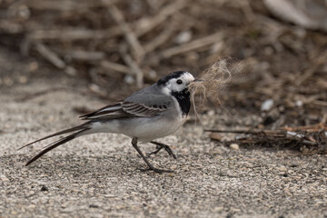 White wagtail walks on the ground with nesting material in its beak