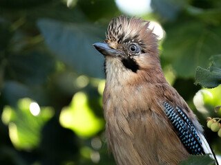 Eurasian jay perched on a fence under a walnut tree