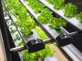 Vegetable Plant row Grow with Led Light Indoor Salad Farm Agriculture Technology 