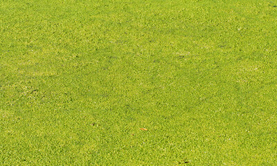 Common duckweed (Lemna minor), a tiny floating aquatic plant that forms dense mats covering...