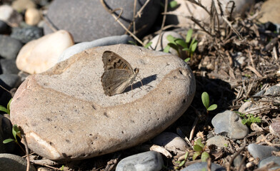 A warming Blue Pansy (Junonia orithya), is a striking butterfly admired for its blue and orange markings, often associated with transformation in folklore