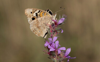 On purple loosestrife flowers,  a Blue Pansy (Junonia orithya) is a widespread butterfly known for its bold wing patterns, favoring sunlit areas and symbolizing spiritual growth