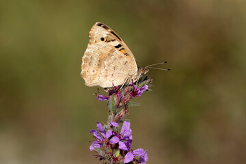 On purple loosestrife flowers,  a Blue Pansy (Junonia orithya) is a widespread butterfly known for its bold wing patterns, favoring sunlit areas and symbolizing spiritual growth