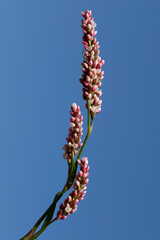 Beautiful flowers of the Redshank (Persicaria maculosa) flower isolated on blue sky background for design works