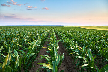 Young corn planting field representing agriculture growth