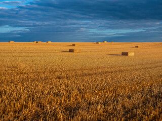 Obraz premium Hay bales resting on a harvested agricultural field golden