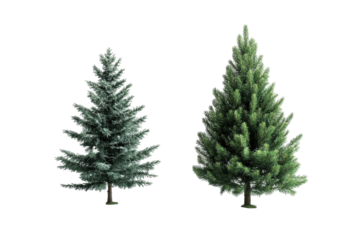 Evergreen Serenity: A captivating shot of two towering evergreen trees in a picturesque environment. Their vibrant green hues against the serene backdrop create a mesmerizing spectacle.