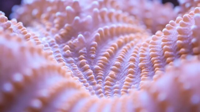 Extreme macro shot of intricate coral texture with shallow depth of field, highlighting delicate organic patterns shallow, aquatic, documentary