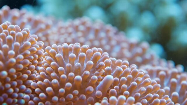 Extreme macro shot of intricate coral texture with shallow depth of field, highlighting delicate organic patterns fragile, aquatic, life