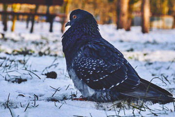 Lonely pigeon on cold snow on a sunny winter day