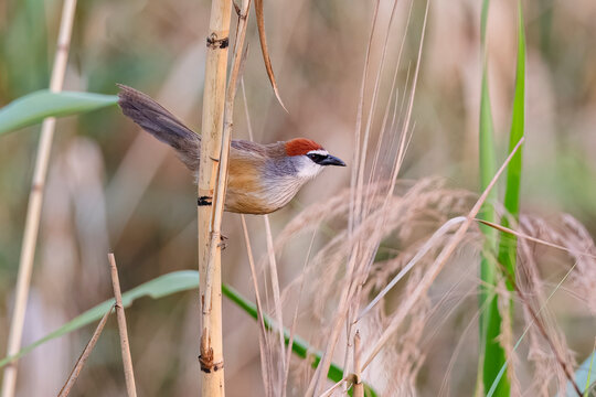 Chestnut-capped Babbler, Thailand