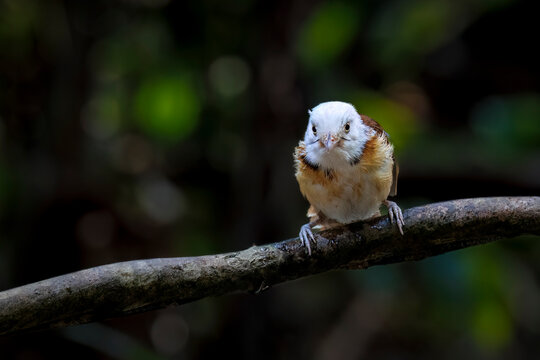 Collared Babbler, Thailand