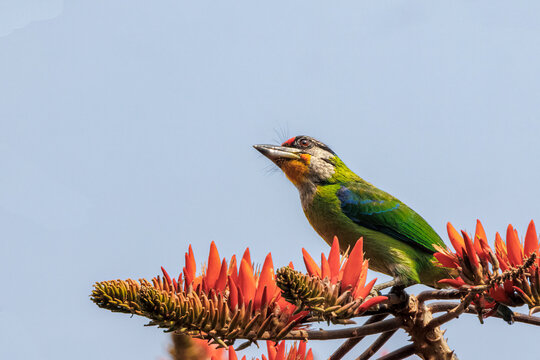 Golden-throated Barbet, Thailand