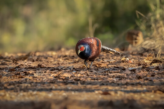 Mrs. Hume&acute;s Pheasant, Thailand
