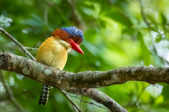 Banded kingfisher on branch, Thailand