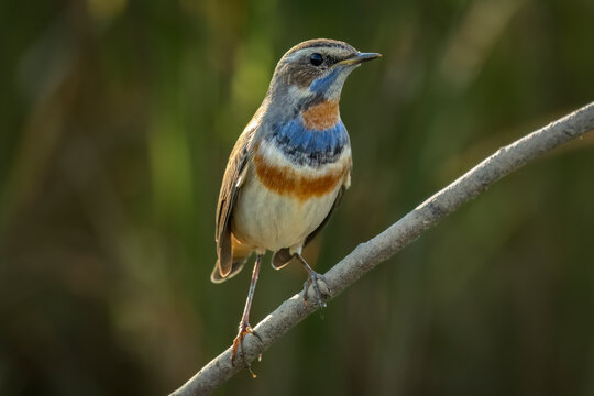 Bluethroat, Thailand