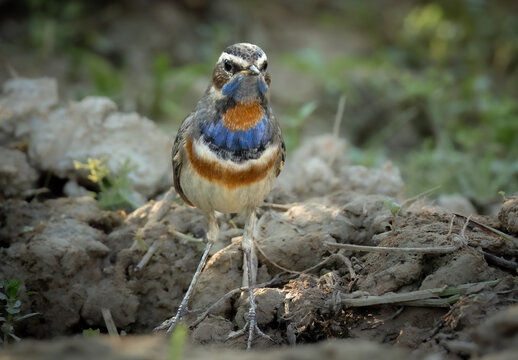 Bluethroat, Thailand