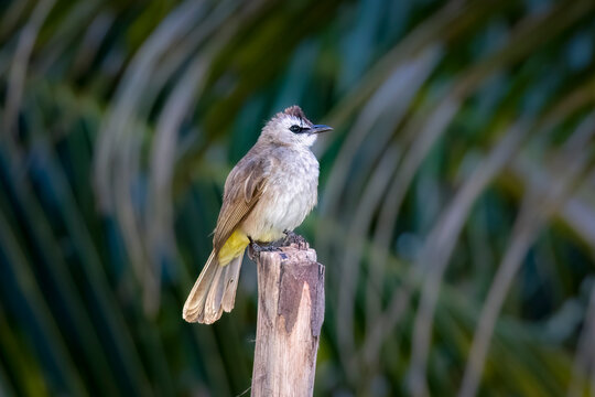 Yellow-vented Bulbul, Thailand
