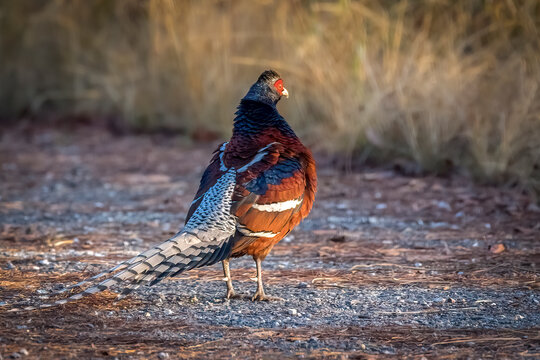 Mrs. Hume&acute;s Pheasant, Thailand