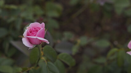 A Delicate Pink Rose Bud in a Garden