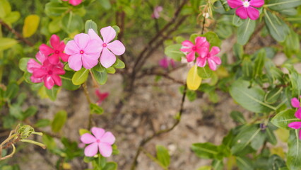 Pink Periwinkle Flowers Blooming in a Lush Garden