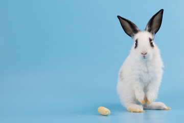 White healthy lovely bunny easter rabbit stands up on two legs, cleaning face, ears, body, sniffing, looking around, on blue screen background. Cute fluffy rabbit, Lovely Animal concept.
