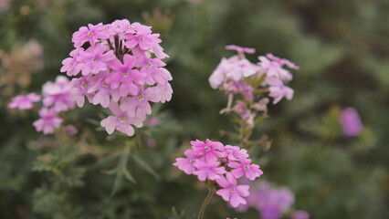 Delicate Pink Verbena Flowers Blooming in a Garden