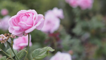 A Beautiful Pink Rose Blooms in the Garden