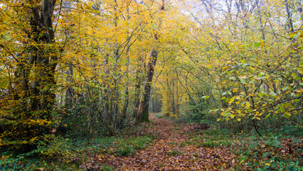 Obraz premium sentier de randonnée en forêt avec arbres aux couleurs de l'automne, saison, humide et froid
