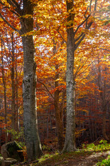 autumn colors, Frignano Regional Park, Lake Santo, Lake Baccio, colorful forests, Pievepelago, Modena
