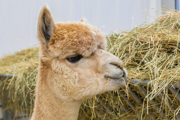 Obraz premium Close-up Portrait of a Young Alpaca Next to a Hay Feeder