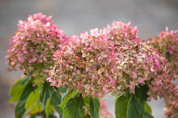 Rispenhortensie im Herbst