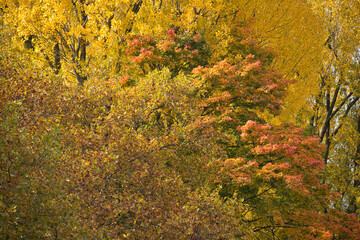 Bäume im bunten Herbstlaub