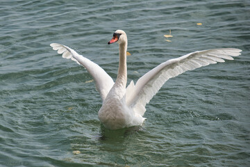 Bodensee, Höckerschwan schlägt mit den Flügeln