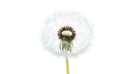 Ephemeral Dandelion Seedhead: Delicate Seed Dispersal and Dreamy Floral Beauty