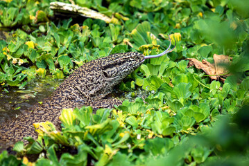 Close-Up Of A Monitor Lizard In Water Among Dense Green Marsh Plants And Lilies