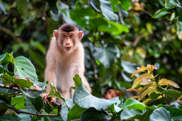 Pig Tailed Macaque monkey looking at the camera on the island of Borneo in Malaysia