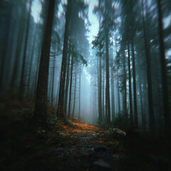 Obraz premium Vibrant Blurred Woodland Scene, Joyful Atmosphere