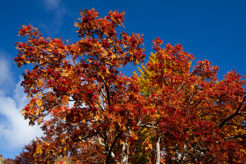 autumn colors, Frignano Regional Park, Lake Santo, Lake Baccio, colorful forests, Pievepelago, Modena