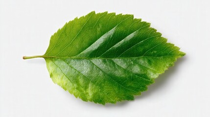 Obraz premium Tiny leaf fragment isolated on white background