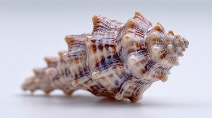 Obraz premium Tiny shell isolated on white background