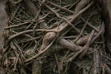 An abstract close-up background of a tangled mess of tree roots, symbolizing complexity and network connections.