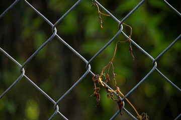 A single dry, withered vine wrapped around a chain-link fence, with a blurred green garden bokeh background, a concept of contrast. © Nguyen Tuan