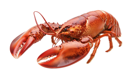 Whole Lobster Fresh Seafood Crustacean Shell Claw Isolated Gourmet Luxury Dish