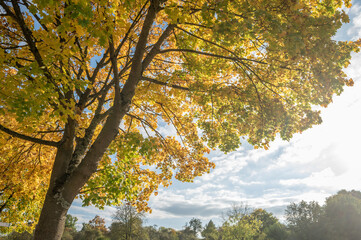 Ahornbaum mit buntem Herbstlaub in Untersicht an Fahrradweg Neckartalradweg von Neckartenzlingen über Reutlingen-Mittelstadt nach Tübingen vor blauem Himmel mit Wolken im Streiflicht