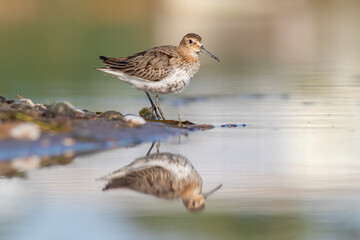 Dunlin is water-supported and compatible